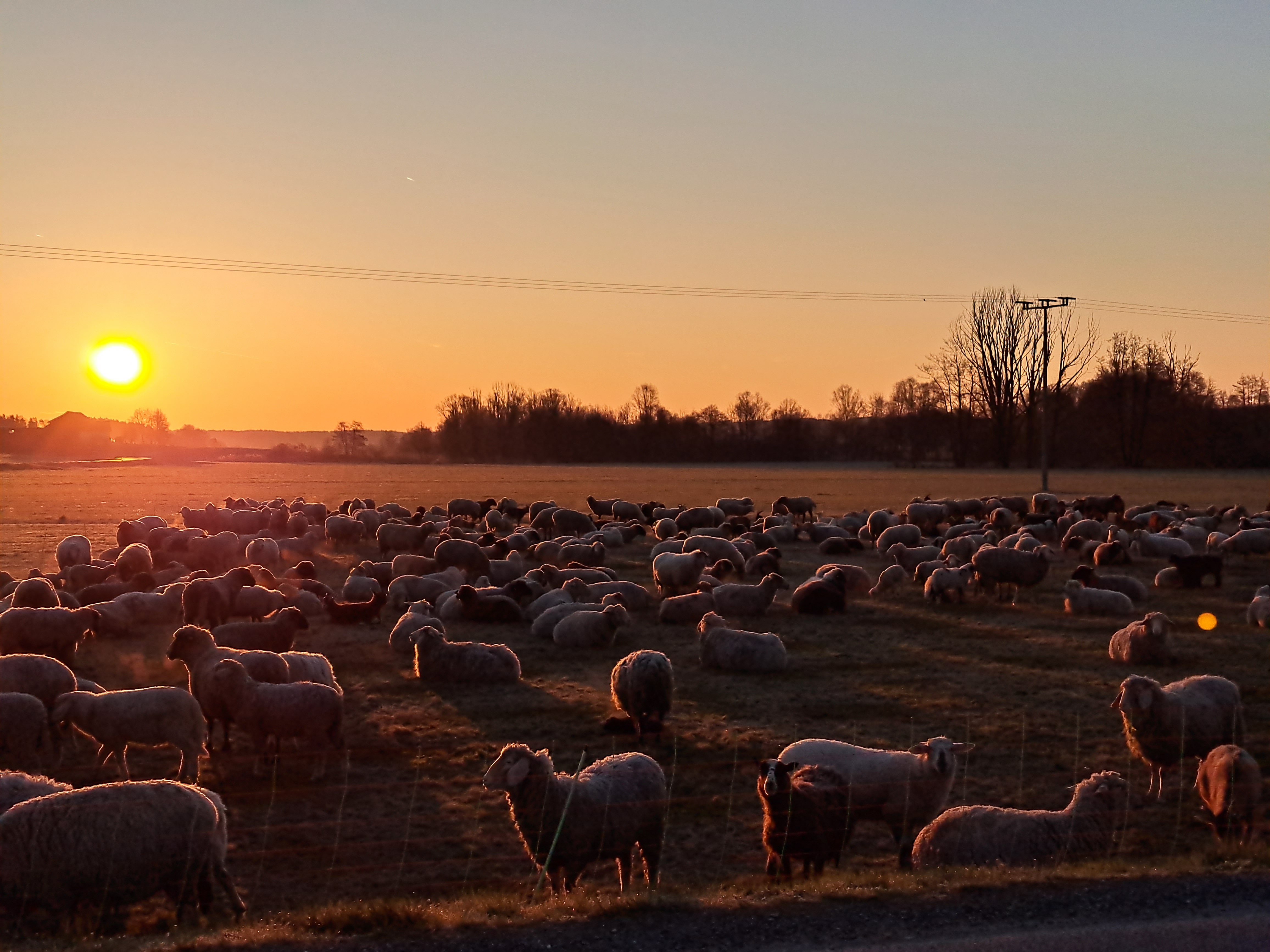 Sylvia Seebauer - Scharfherde bei Sonnenaufgang in Lichtenhaag