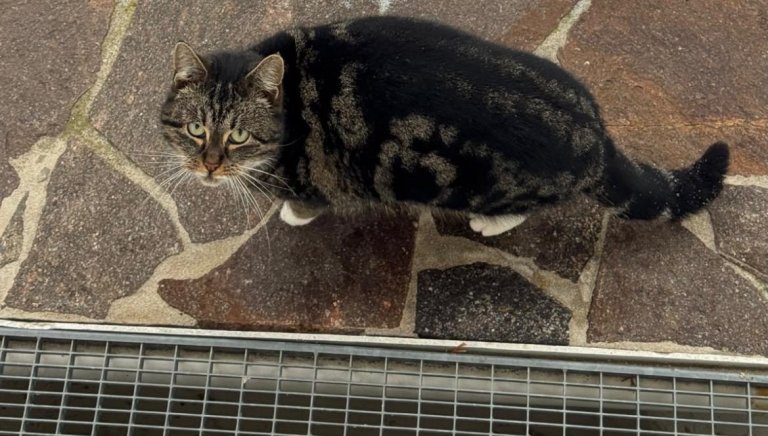 Fundkatze Dietrichstetten